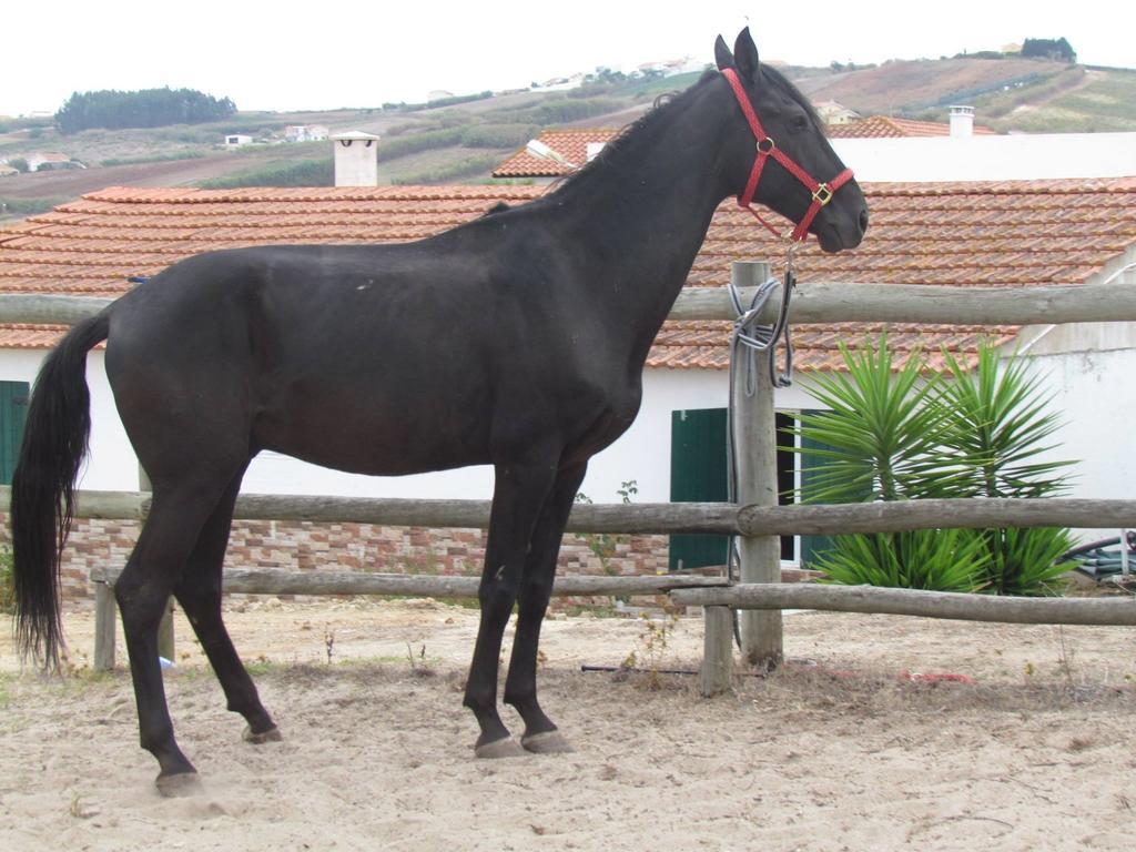 Quinta Do Forno Guest House Vimeiro  Luaran gambar